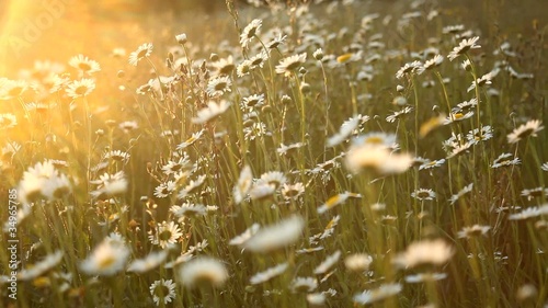 Romantic daisy field background at sunset