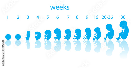 fetus stages
