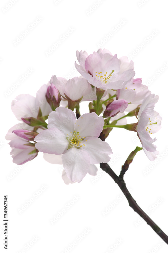 Plum-tree flowers. Design elements