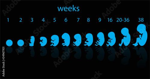 fetus stages