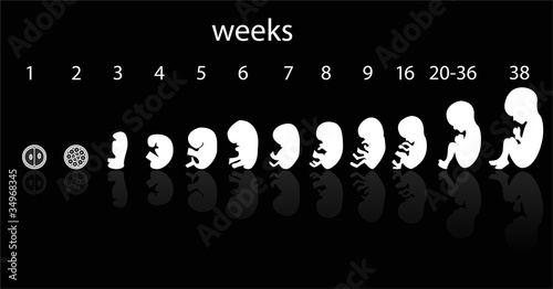 fetus stages