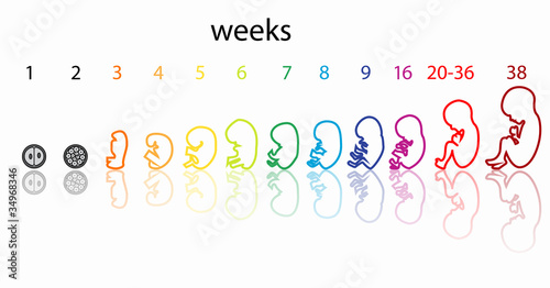 fetus stages