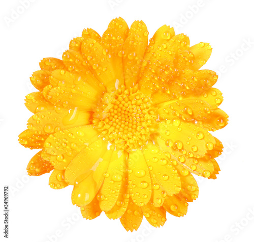 One orange flower of calendula with dew