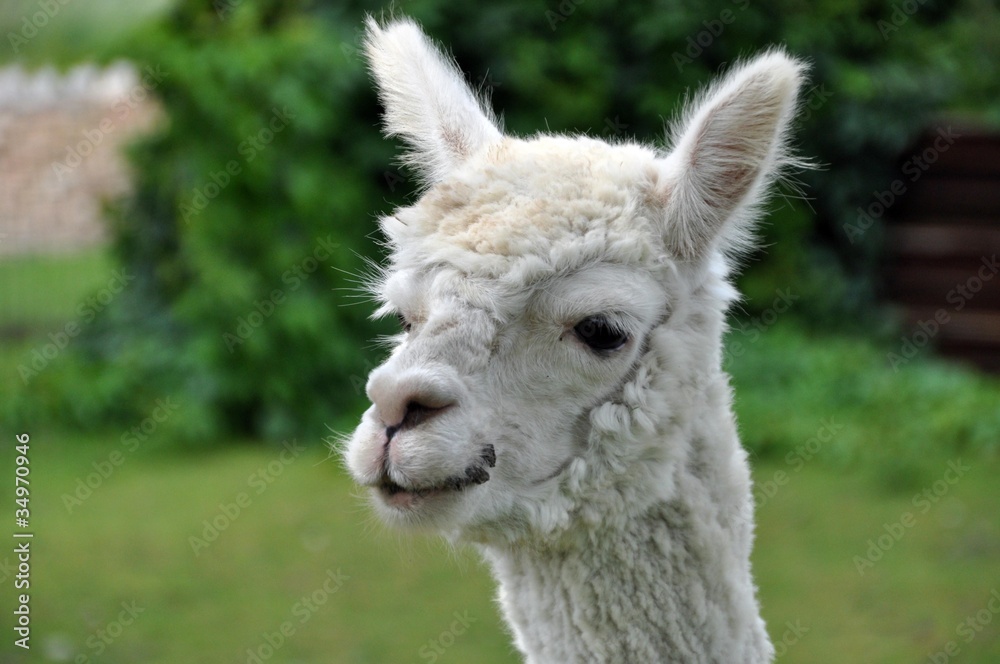 Weißes Alpaca Weißes Alpaca