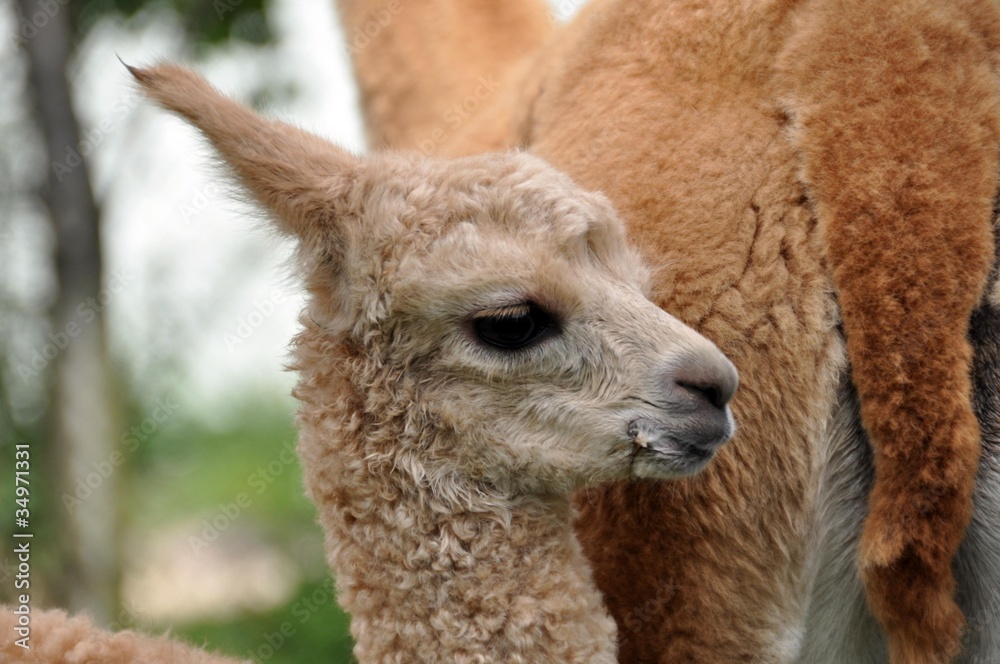 Alpaca Junges