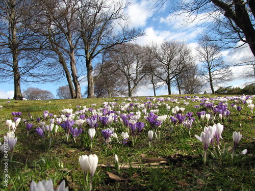 crocus