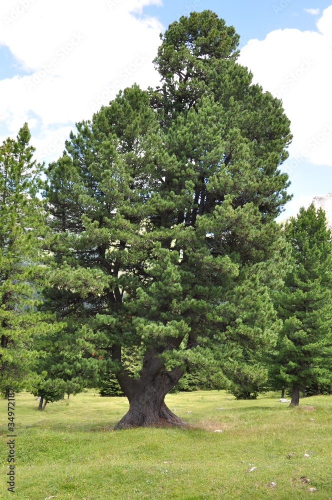 Obraz premium Pino cembro secolare