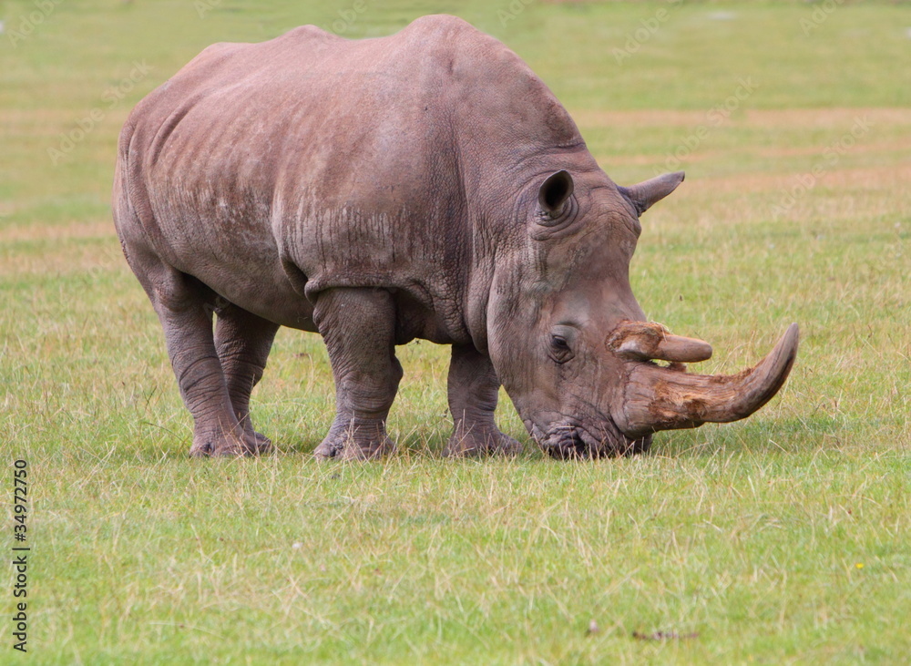 Fototapeta premium Rhinoceros