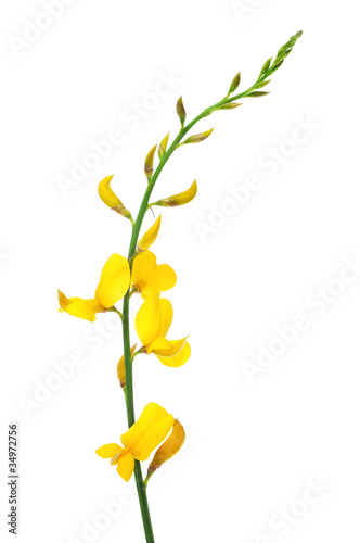 spanish broom flowers photo