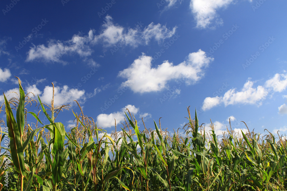 Obraz premium Maisfeld mit blauem Himmel