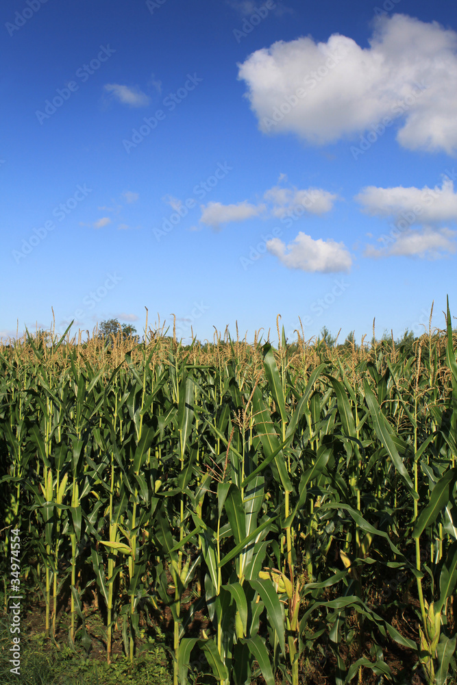 Maisfeld mit blauem Himmel Maisfeld mit blauem Himmel