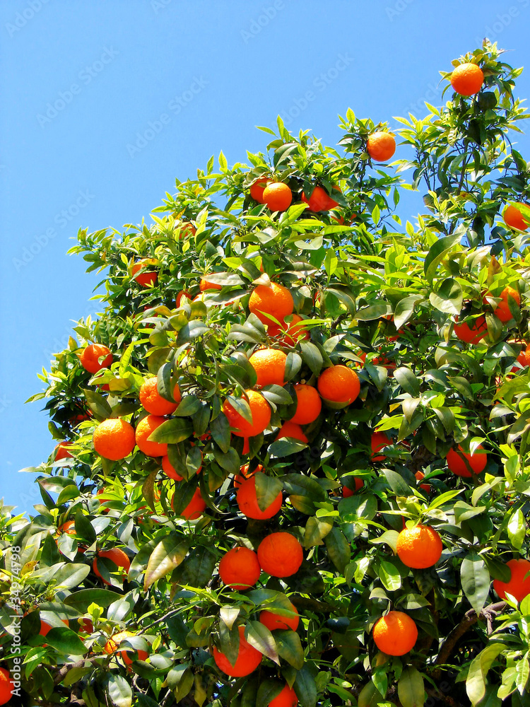 ripe tangerines growing on a tree