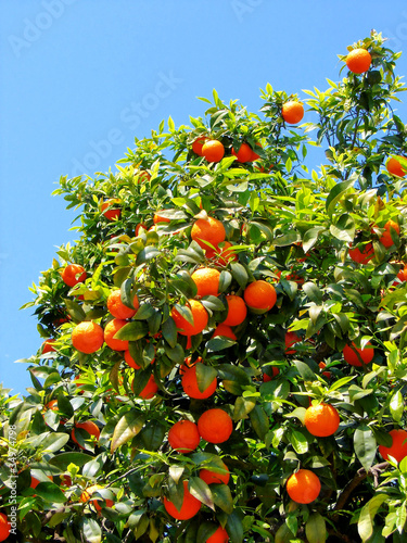 ripe tangerines growing on a tree
