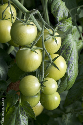 belles grappes de tomates bio