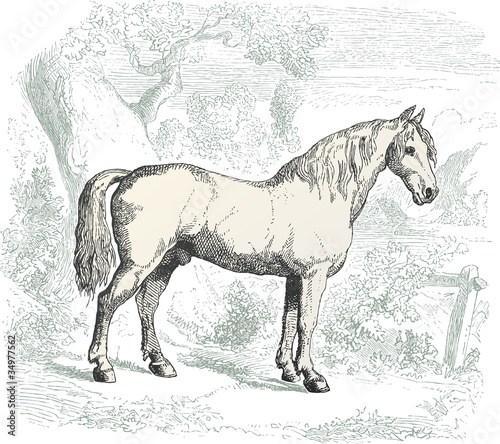 Cheval