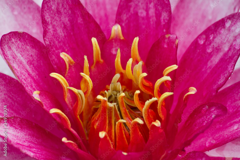 close-up pink lotus
