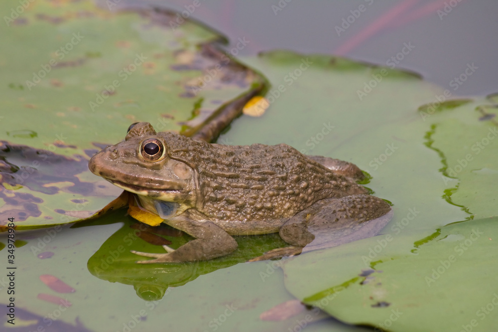 Toad in the pool,Thailand.