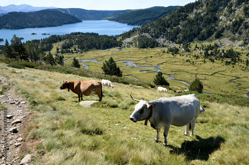 Vaches aux Bouillouses