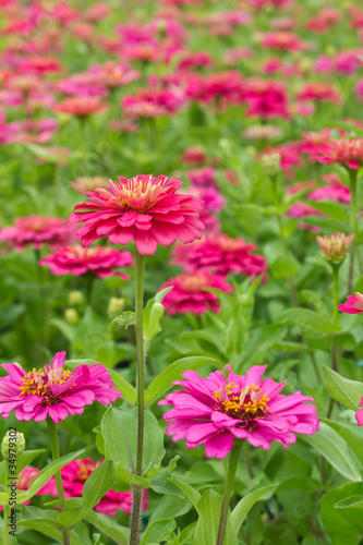 Flowers in spring