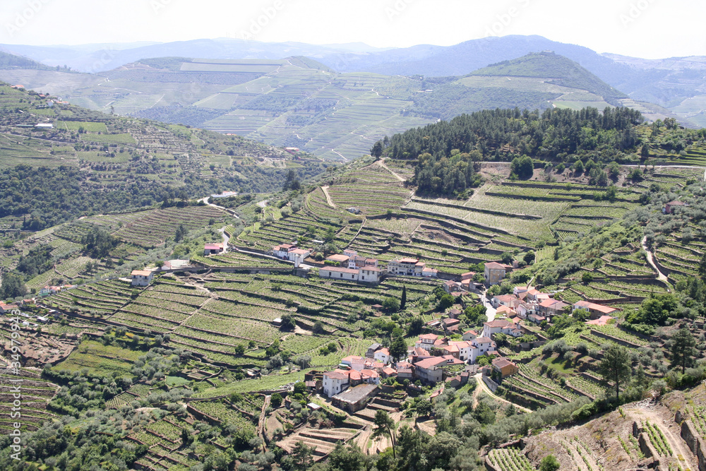Vignes en terrasses, vallée du Douro (Portugal)