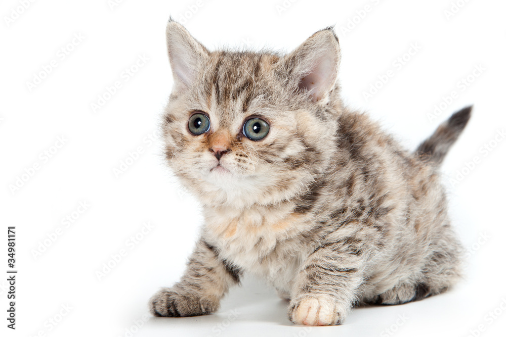 Obraz premium Selkirk Rex kitten on white