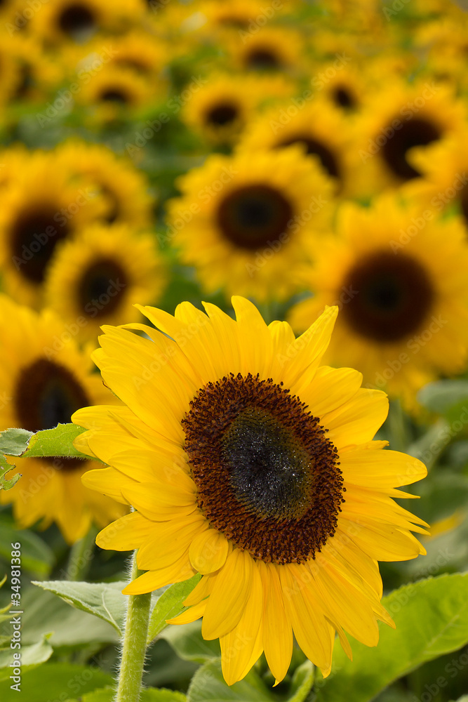 Obraz premium Sonnenblumen