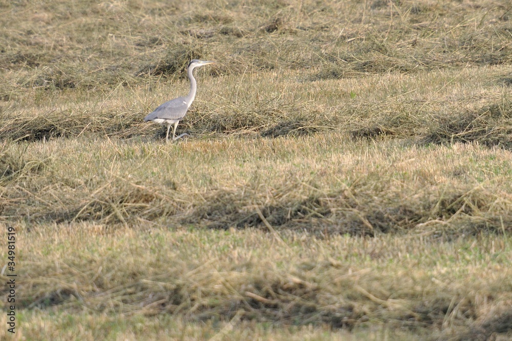Grey heron on the field Grey heron on the field