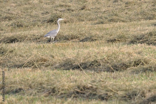 Grey heron on the field