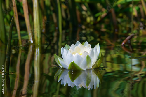 Waterlily on the river