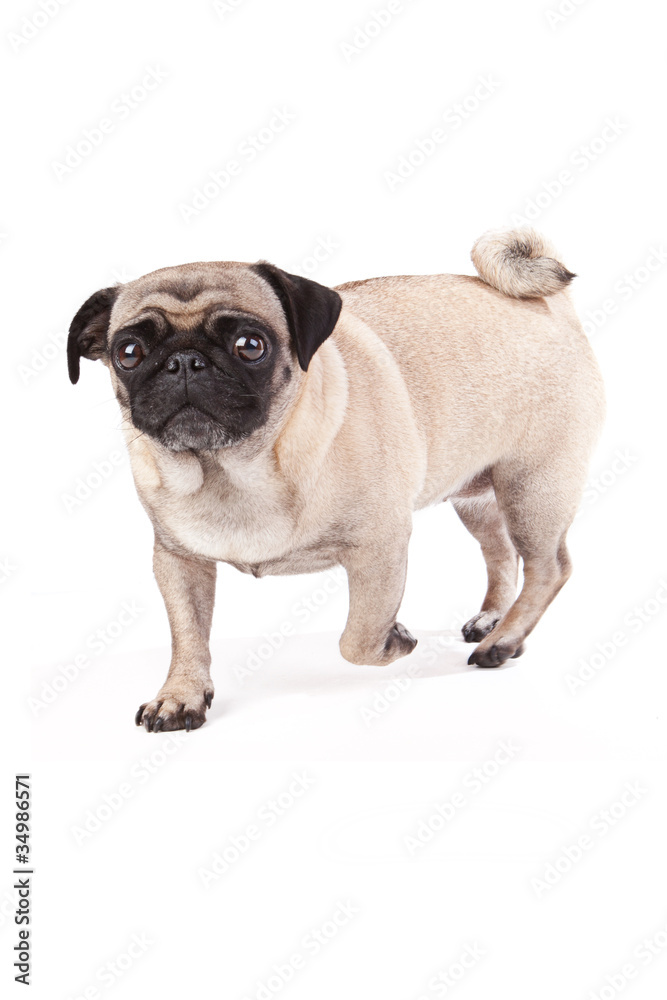 Obraz premium freundlicher Mops