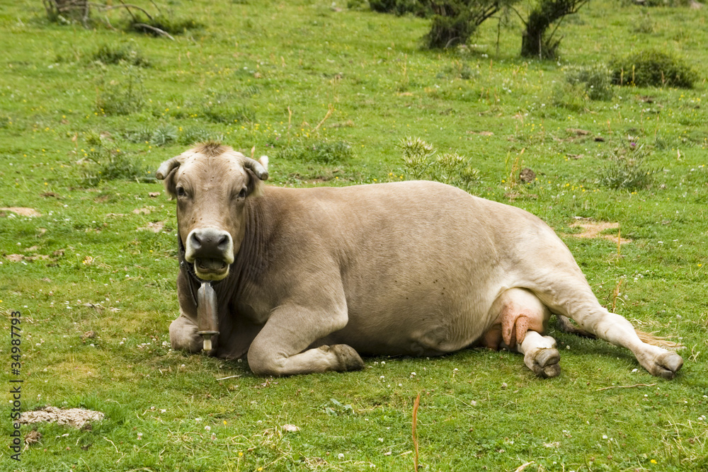 vaca del pirineo descansando vaca del pirineo descansando