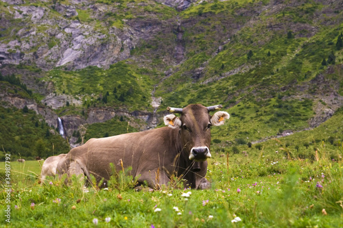 vaca del pirineo © bsanchez