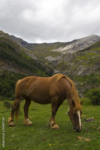 caballo en valle de pirineos © bsanchez