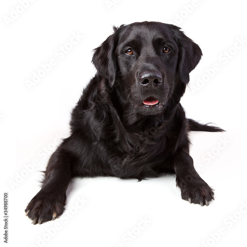 Fototapeta Naklejka Na Ścianę i Meble -  Aufmerksamer Labrador Retriever Mischling schwarz liegend