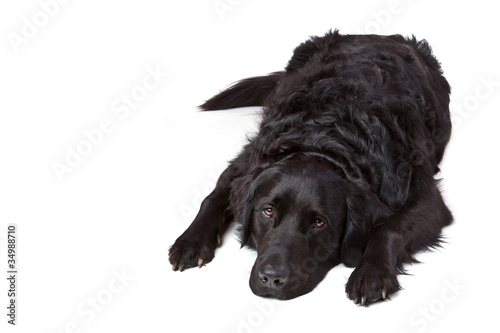 Bettvorleger Labrador Retriever Mischling schwarz