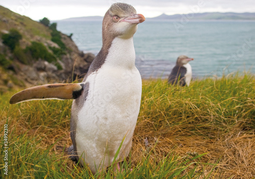 Yellow Eyed Penguin photo