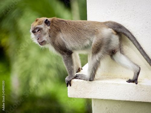 Long-Tailed Macaque