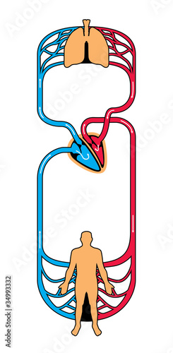 Human blood circulatory system vector illustration