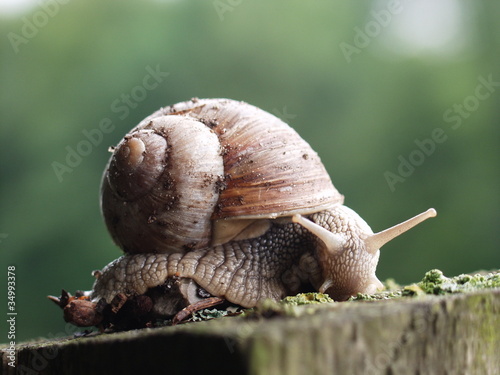 snail