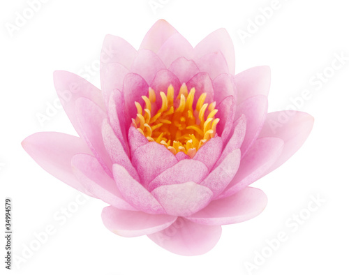 Pink lotus