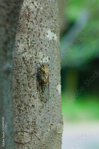 insect[evening_cicada]_01 photo