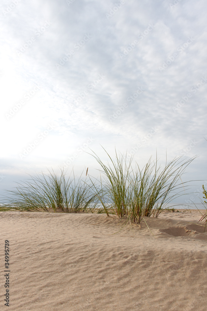 Grass on the beach.