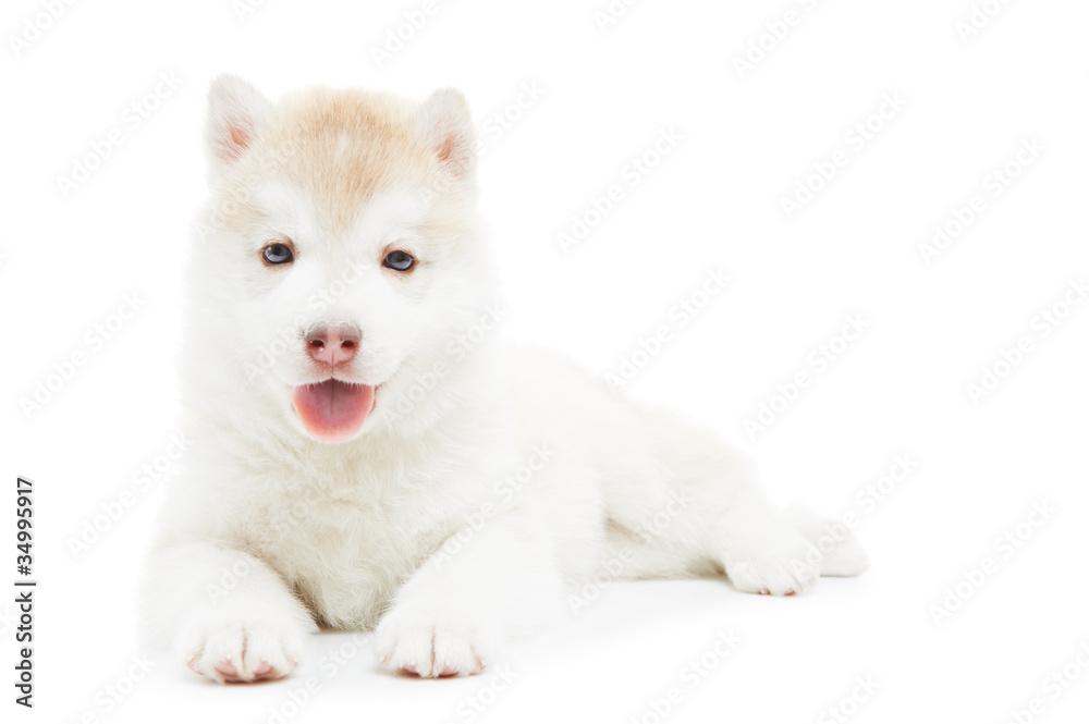 one Siberian husky puppy isolated one Siberian husky puppy isolated
