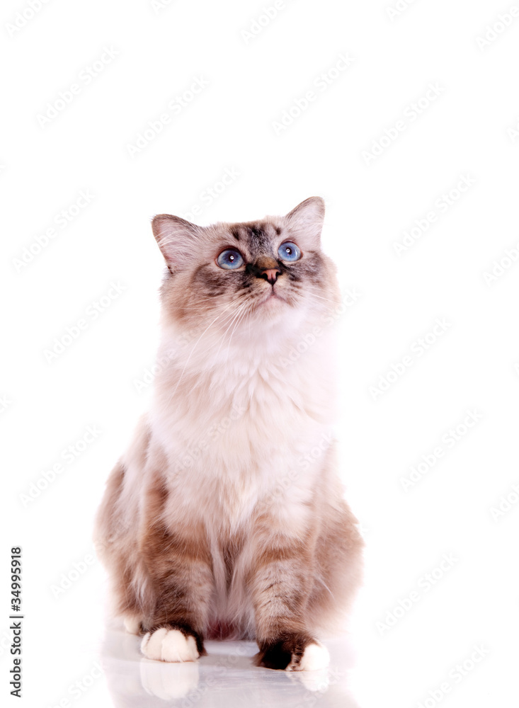 chat Sacré de Birmanie sur fond blanc