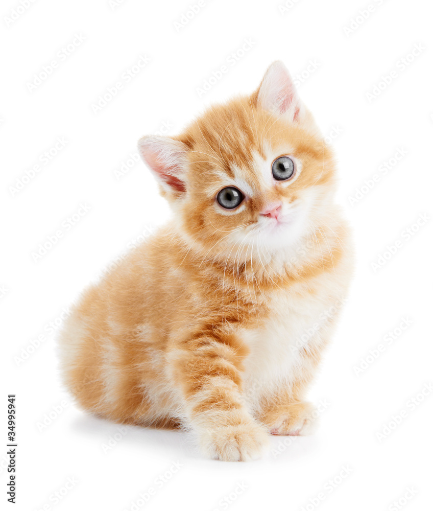 Fototapeta premium British Shorthair kitten cat isolated