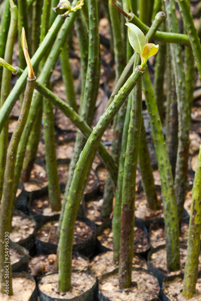 Obraz premium Little mangrove