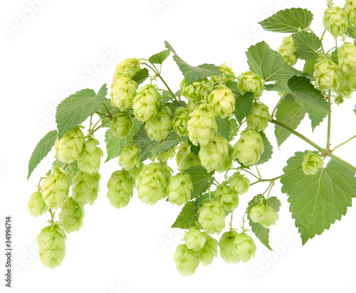 hop cones