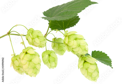 hop cones