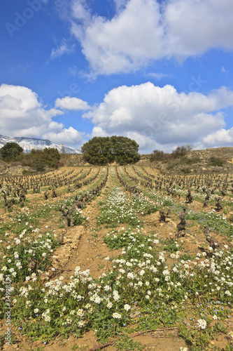 Fields of vineyards