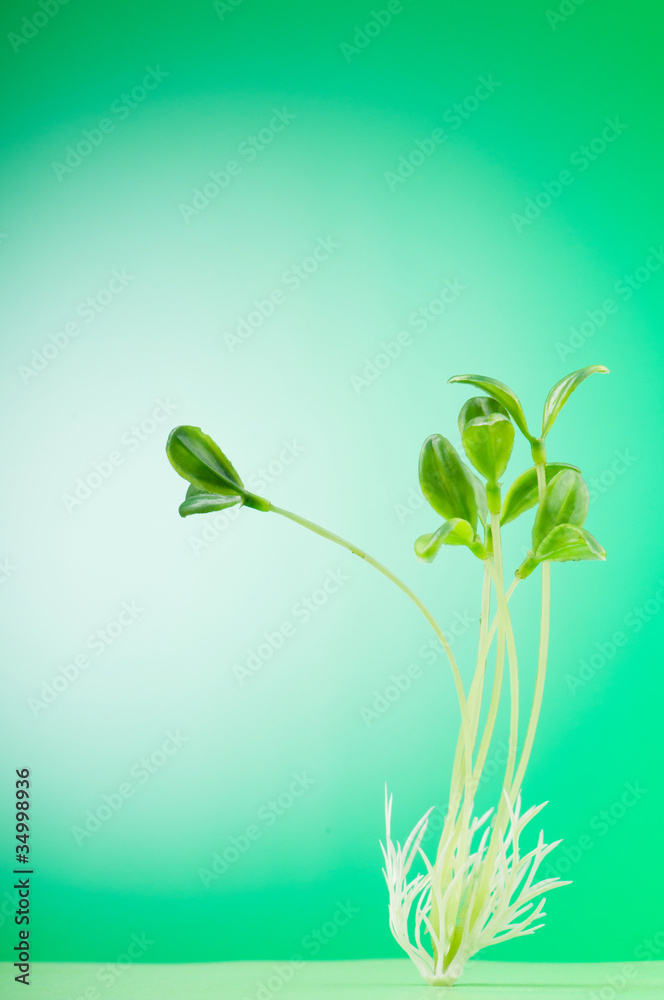 Green seedling illustrating concept of new life Green seedling illustrating concept of new life